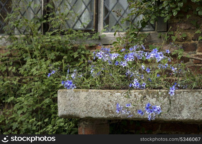 Fine art image of wild blue phlox flower in Spring overflowing from vintage planter box