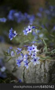 Fine art image of wild blue phlox flower in Spring overflowing from vintage planter box