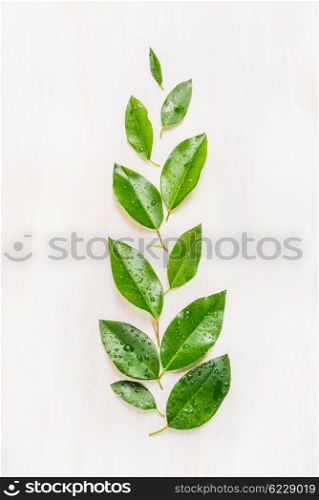 Fine green leaves arranged in branch with water drops on white wooden background, top view. Ecology, organic or nature concept