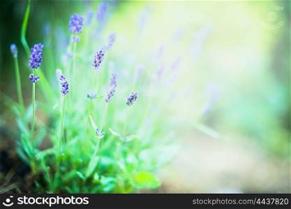 Fine lavender flowers on blurred garden or park background