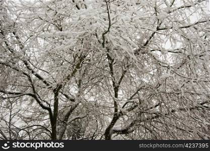 Fine layer of snow on the branches of a Japanese Maple Tree