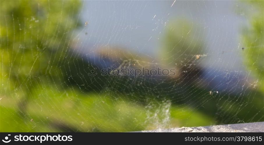 fine web background with vegetation from behind