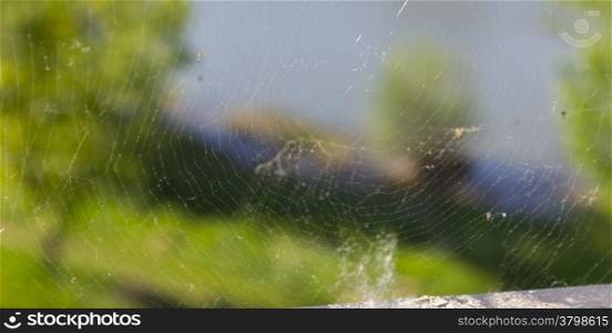 fine web background with vegetation from behind