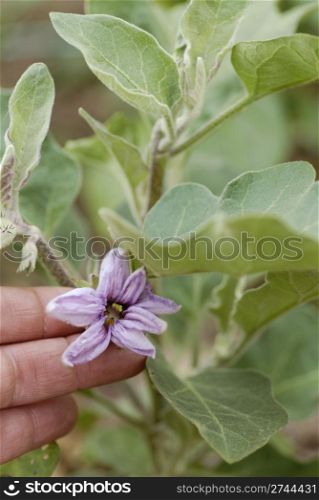 Fingers clasping an aubergine flower.