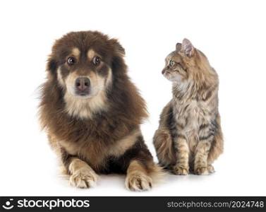 Finnish Lapphund and cat in front of white background