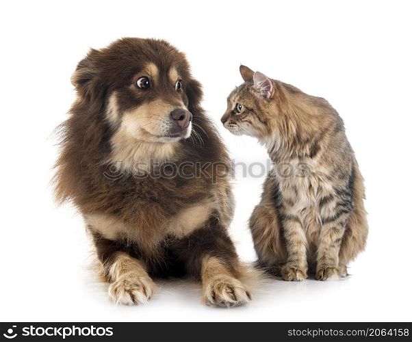 Finnish Lapphund and cat in front of white background