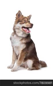 Finnish Lapphund. Finnish Lapphund puppy in front of a white background