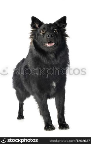 Finnish Lapphund in front of white background