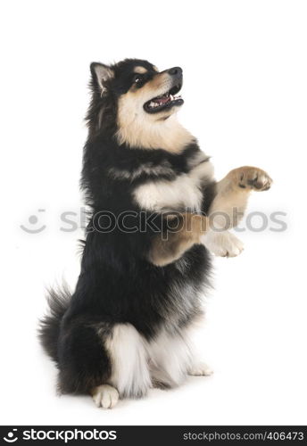 Finnish Lapphund in front of white background