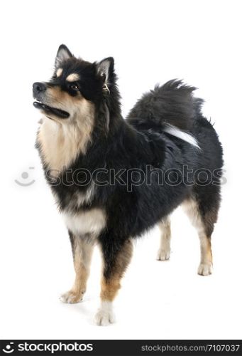 Finnish Lapphund in front of white background