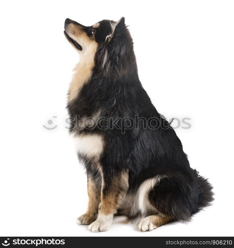 Finnish Lapphund in front of white background