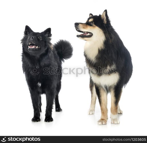 Finnish Lapphunds in front of white background