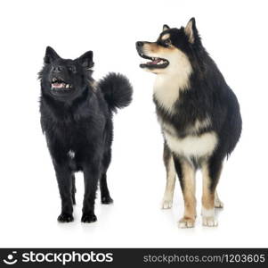 Finnish Lapphunds in front of white background