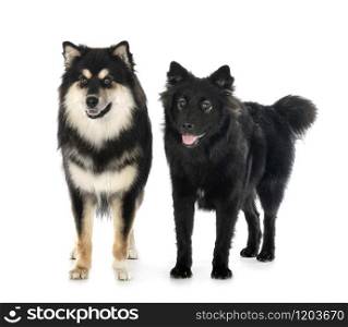 Finnish Lapphunds in front of white background