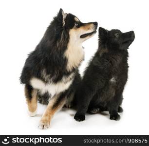 Finnish Lapphunds in front of white background