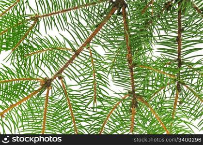 fir branch background