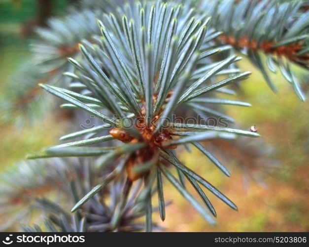 Fir branch green and blue. Summertime forest