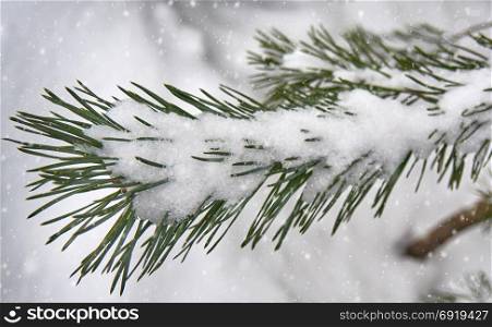 Fir branch in the snow and falling snow. Snow-covered fir branch under a snap