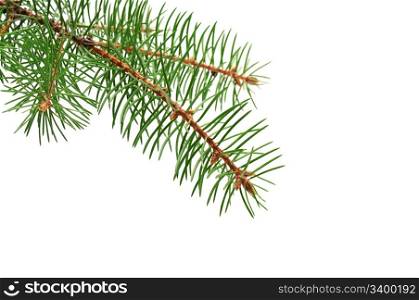 fir branch isolated on a white