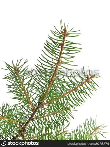 fir branch isolated on a white background