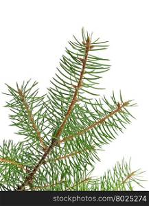 fir branch isolated on a white background