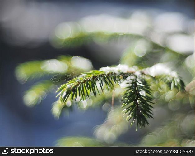 fir branches