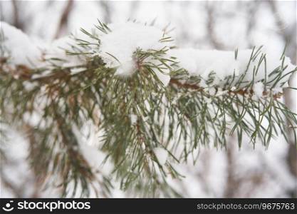 Fir branches covered with white fluffy snow. Winter background.. Fir branches covered with white fluffy snow.