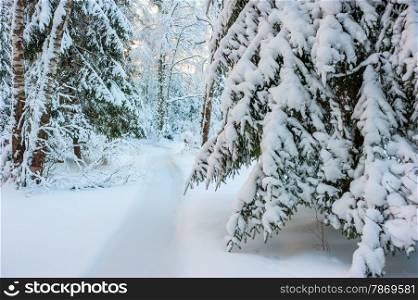 fir branches densely covered with snow in the woods
