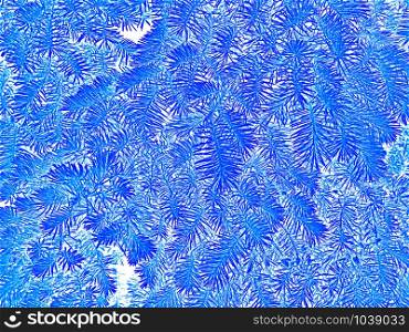 Fir branches in blue colors on a white background as a winter or Christmas pattern, raster photo illustration