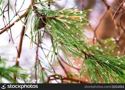 fir branches with cones, rain drops on fir needles. rain drops on fir needles