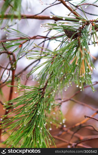 fir branches with cones, rain drops on fir needles. rain drops on fir needles