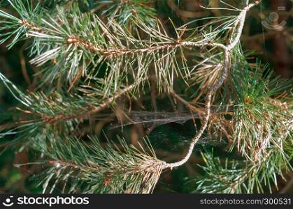fir branches with needles, trees shrouded in cobwebs. trees shrouded in cobwebs, fir branches with needles