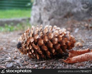 Fir cone and fallen leaf laying on the ground