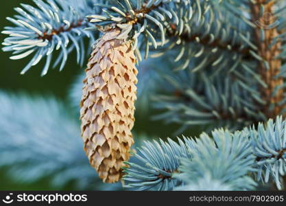 Fir-cone on the tree in the garden
