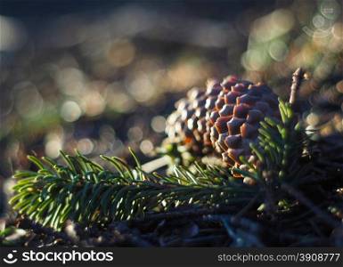 fir cones in the forest