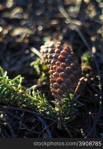 fir cones in the forest