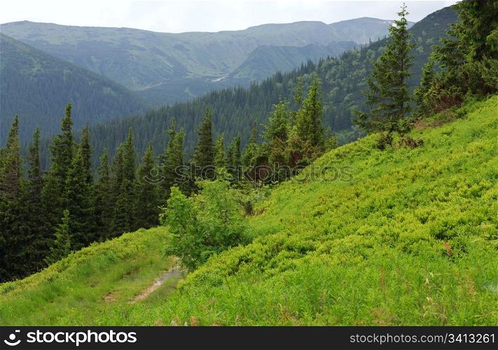 Fir forest and country road with puddle on summer mountainside (Ukraine, Carpathian Mountains)
