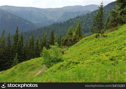 Fir forest and country road with puddle on summer mountainside (Ukraine, Carpathian Mountains)