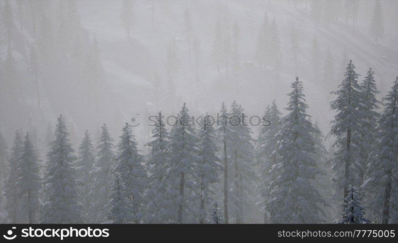 fir forest on a foggy day