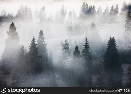 Fir forest on mountain hills at misty foggy weather. Green summer woodland in the fog