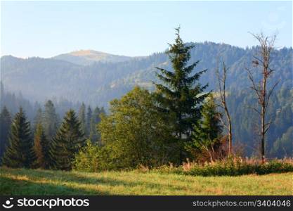 Fir forest on summer mountainside (Ukraine, Carpathian Mountains)
