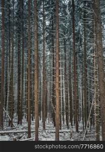 Fir forest stems texture. Tall pine trees trunks patterns. Winter forest abstract background. Snowy woodland, seasonal scene
