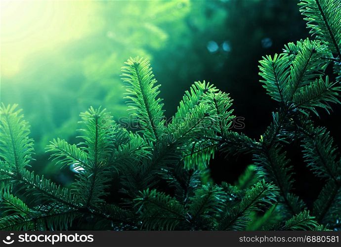 Fir green branch in nature