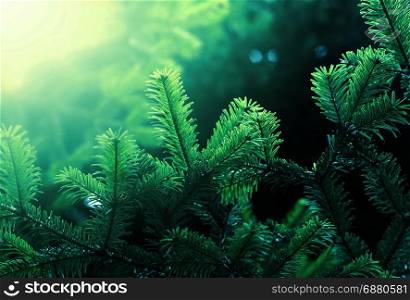 Fir green branch in nature