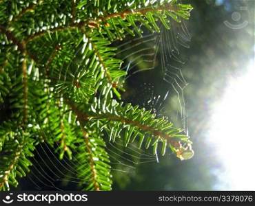 Fir pins and the net and spider