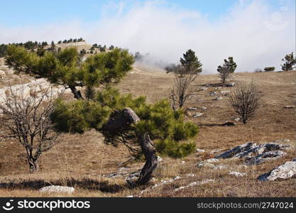 Fir tree at foggy day at mountain valley. Crimea, Ukraine