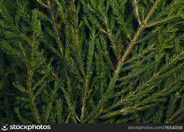 Fir tree branch christmas new year background close up. Fir tree branch background