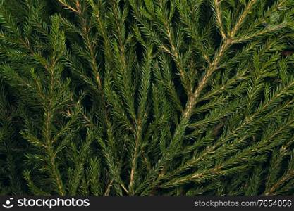 Fir tree branch christmas new year background close up. Fir tree branch background
