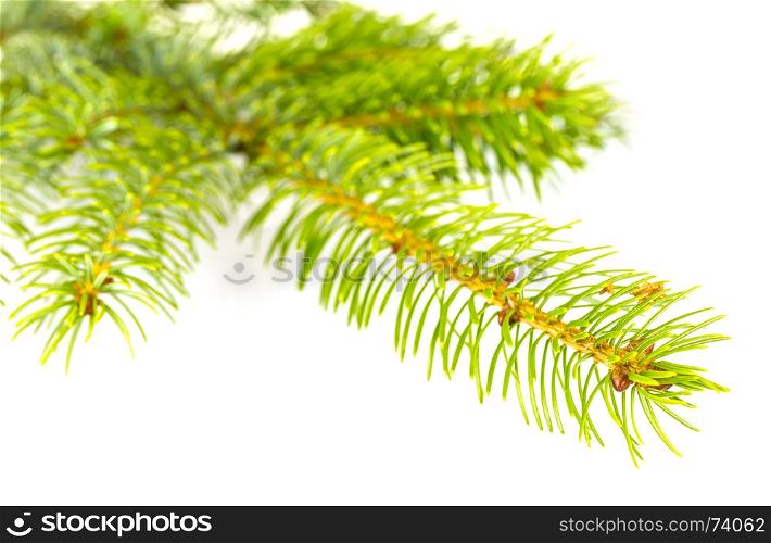 Fir tree branch isolated on a white background