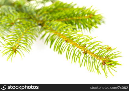 Fir tree branch isolated on a white background